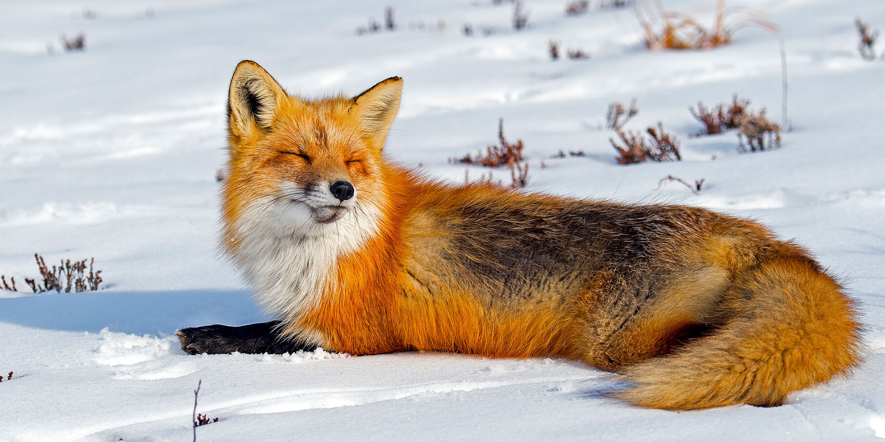 A happy fox sunning themself