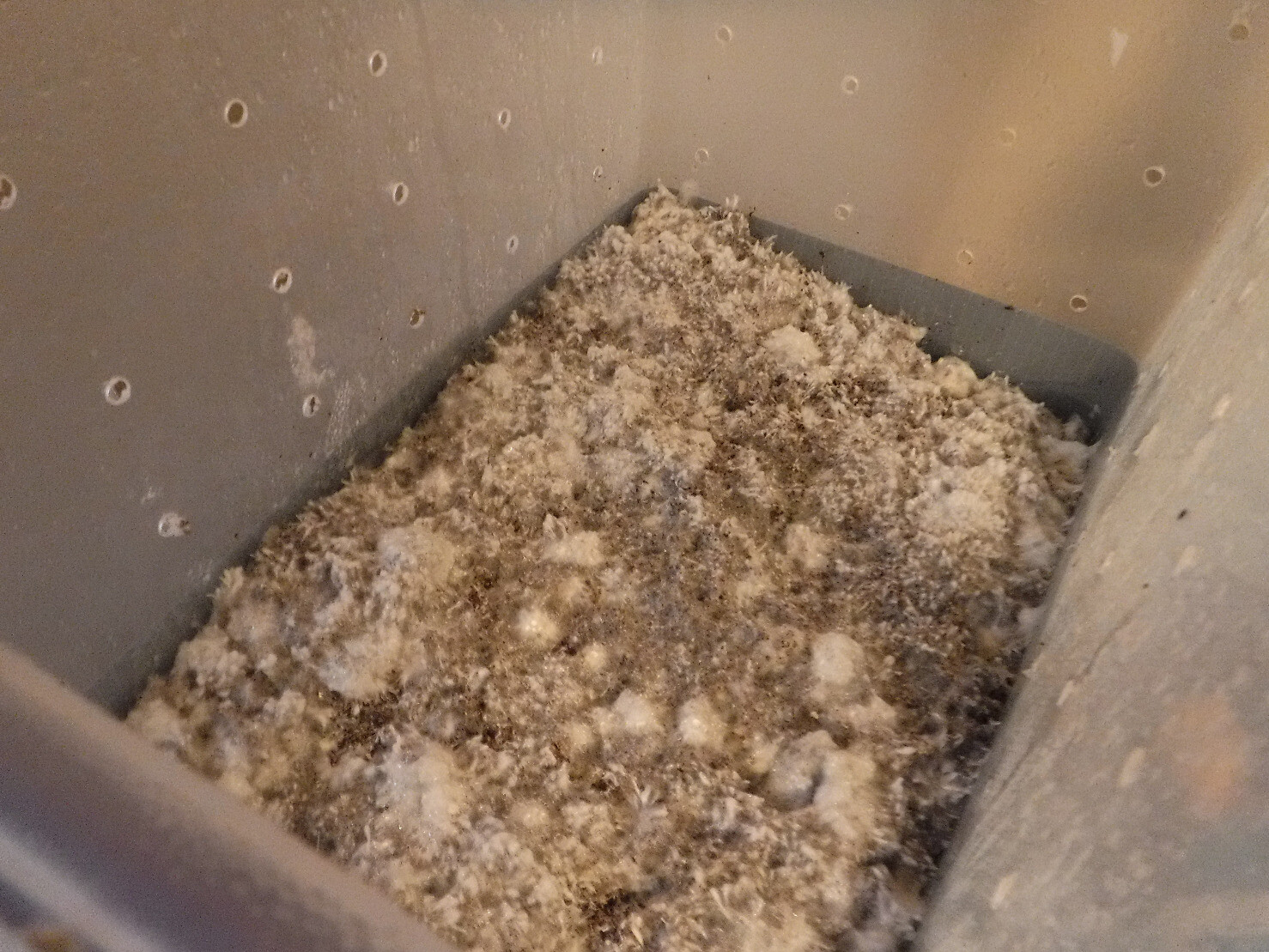 Mycelia growing in a plastic container
