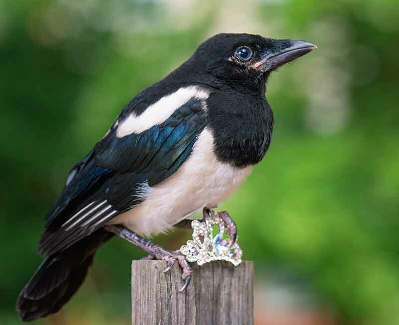 magpie with a shiny thing