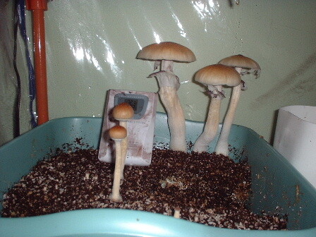 mushrooms with the veil broken off underneath the cap