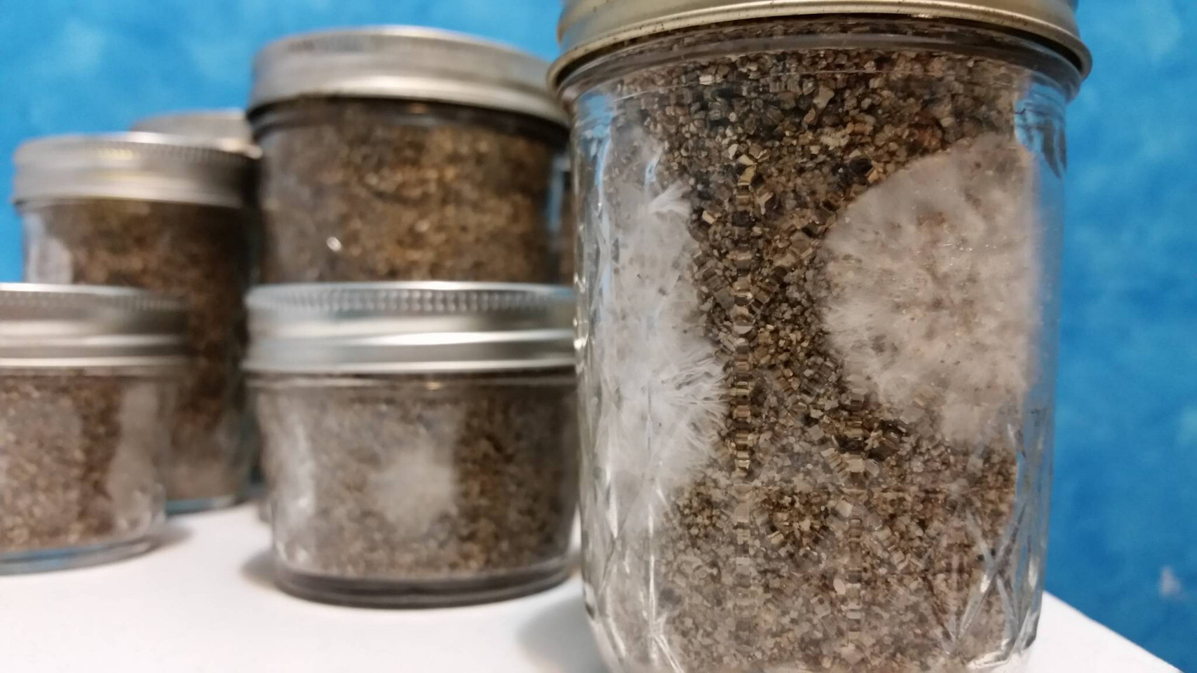 mycelium growing in the substrate