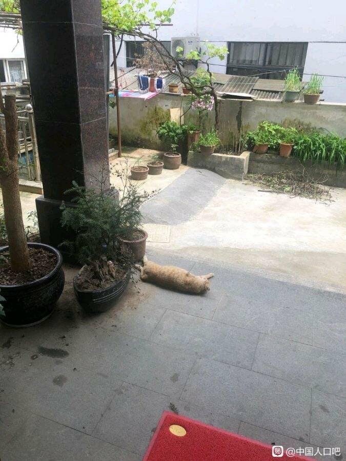 Cat lie flat